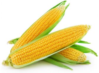 Organic Sweet Corn, Gourmet Fresh