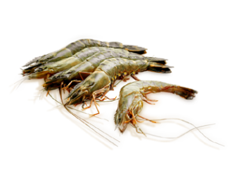 Poseidon Black Tiger XL Shrimp Head on Shell on