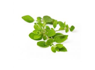 Greek Oregano, Nabat