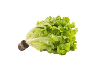 Green Oakleaf Lettuce, Aqua Farm