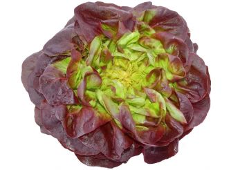 Salanova Butterhead Red Lettuce, Peret