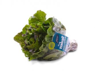 Green & Red Batavia Lettuce, Nabat