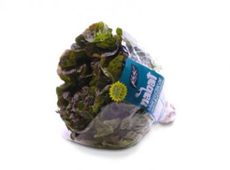 Green & Red Oakleaf Lettuce, Nabat