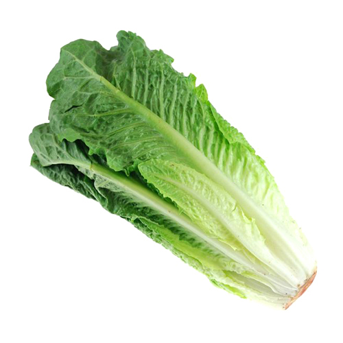 Romaine Lettuce -1P