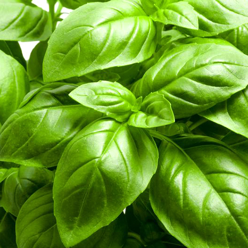 Abu Auf Basil 1Kg