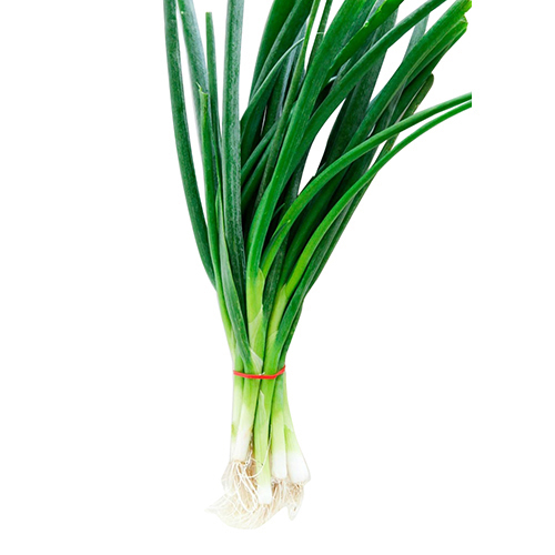 Tabi3Y Green Onion - 1 Piece