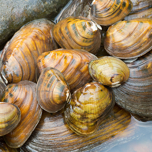 Premiere Mussels Meat Shell - 450g