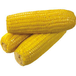 Givrex Sweet Corn - 3P