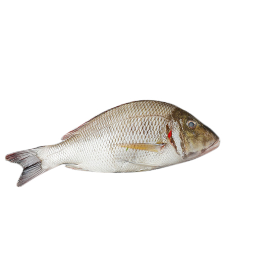 Sheour Fish - 1kg