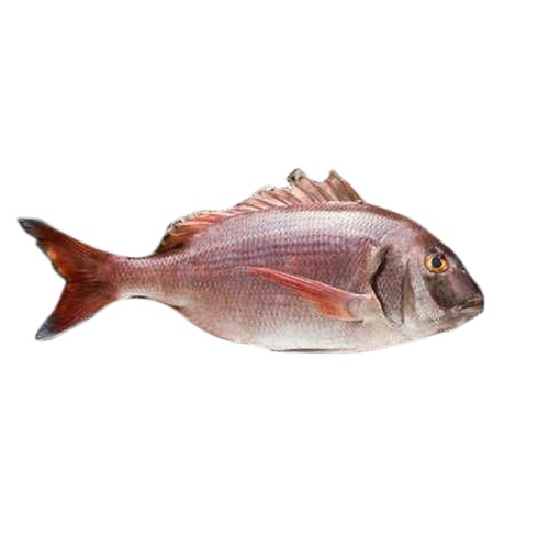 Suez Morgan Fish - 1kg