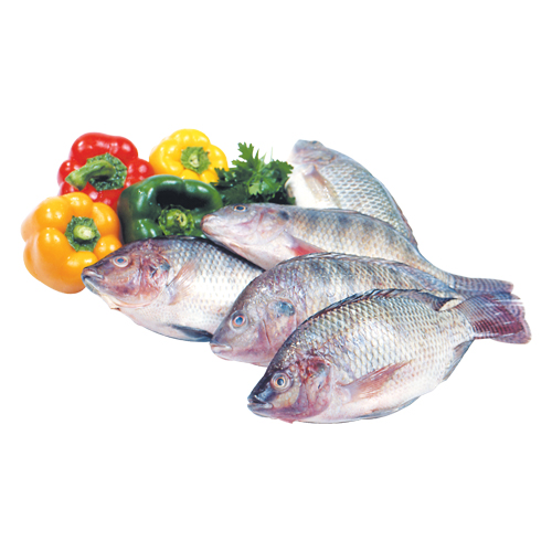 Super Bolty Fish - 1kg