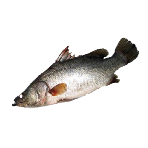 Eshr Bayad Fish - 1kg