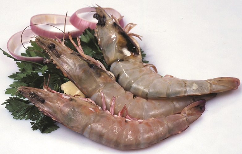 Large Shrimp 20 - 30 - 1kg