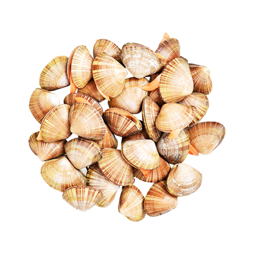 Clams Gandofly - 1kg