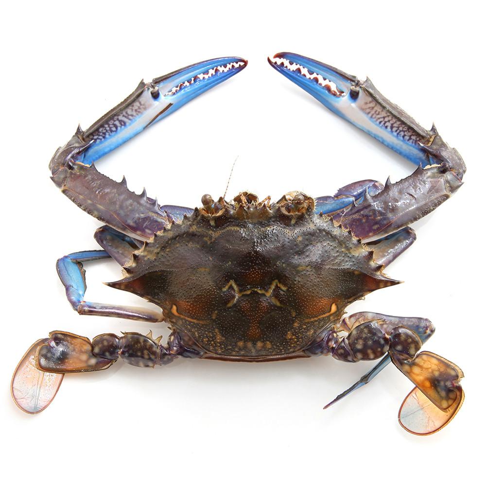 Male Crab - 1kg