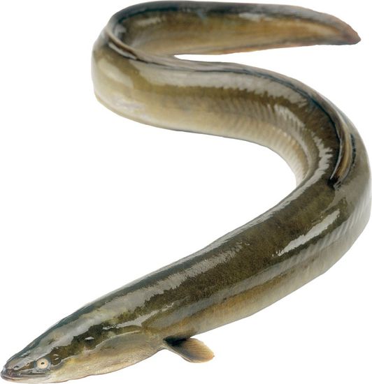 Eel Snake Fish - 1kg