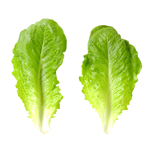 Lettuce - 2PCs