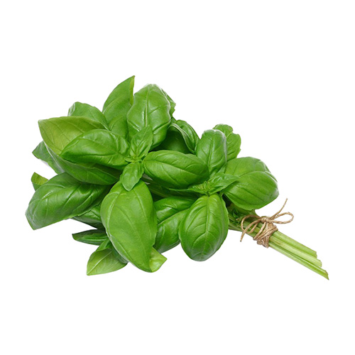 Fresh Basil - 100g